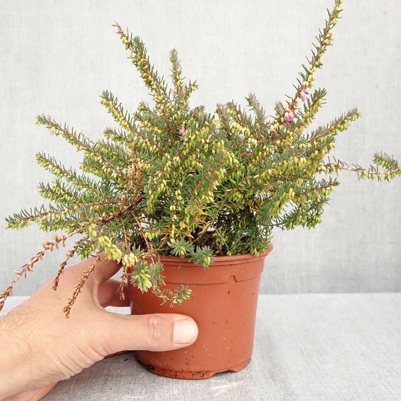 Amostra de Urze de inverno Winter Belles® Lucie - Erica darleyensis Vaso de 1 L/1,5 L tal como entregue no outono