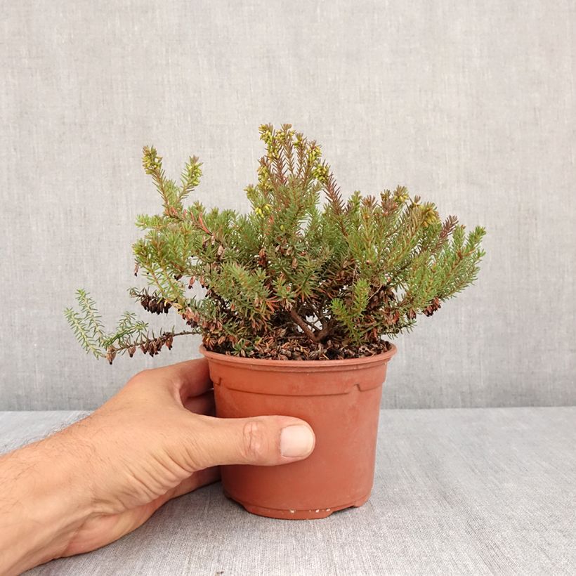 Amostra de Urze de inverno Winter Belles® Lucie - Erica darleyensis Vaso de 1 L/1,5 L tal como entregue no verão