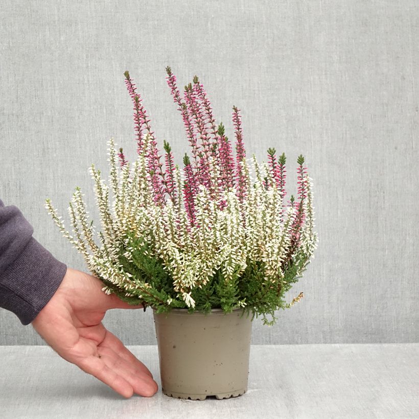 Amostra de Calluna Garden Girls Martina, Betty, Zelda Vaso de 1 L/1,5 L tal como entregue no outono