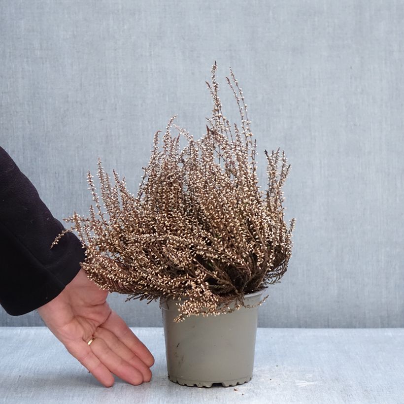 Amostra de Calluna Garden Girls Martina, Betty, Zelda Vaso de 1 L/1,5 L tal como entregue no inverno