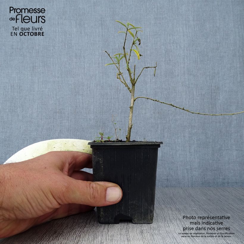 Amostra de Budleia alternifolia Vaso de 8/9 cm tal como entregue no outono