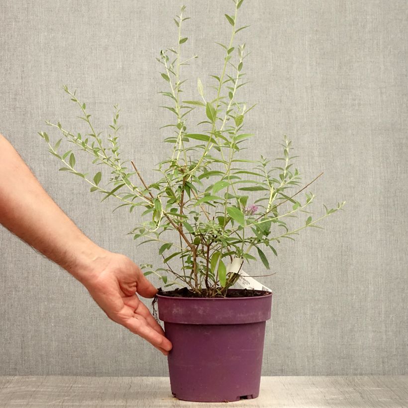 Amostra de Budleia alternifolia Vaso de 3 L/4 L tal como entregue no verão