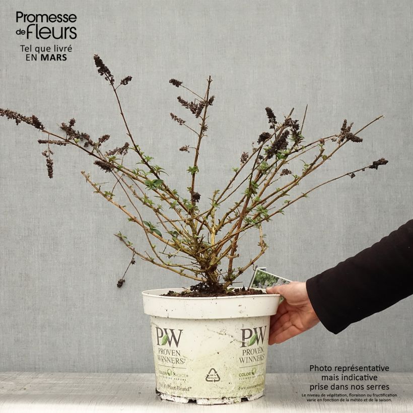 Amostra de Budleia Blue Chip Vaso de 7,5 L/10 L tal como entregue na primavera