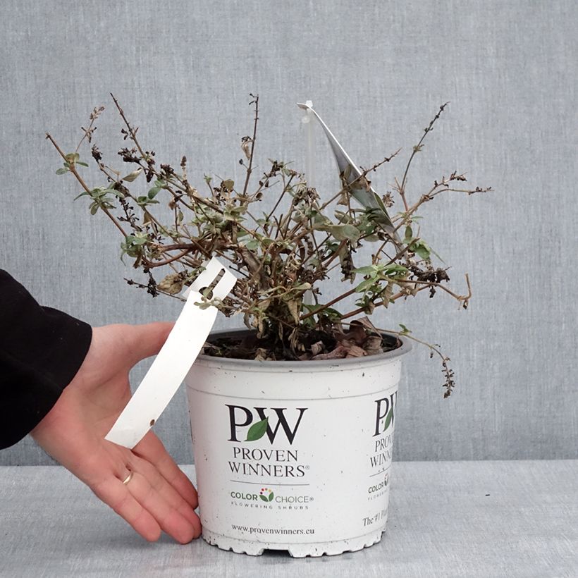 Amostra de Budleia Blue Chip Jr Vaso de 2 L/3 L tal como entregue no inverno