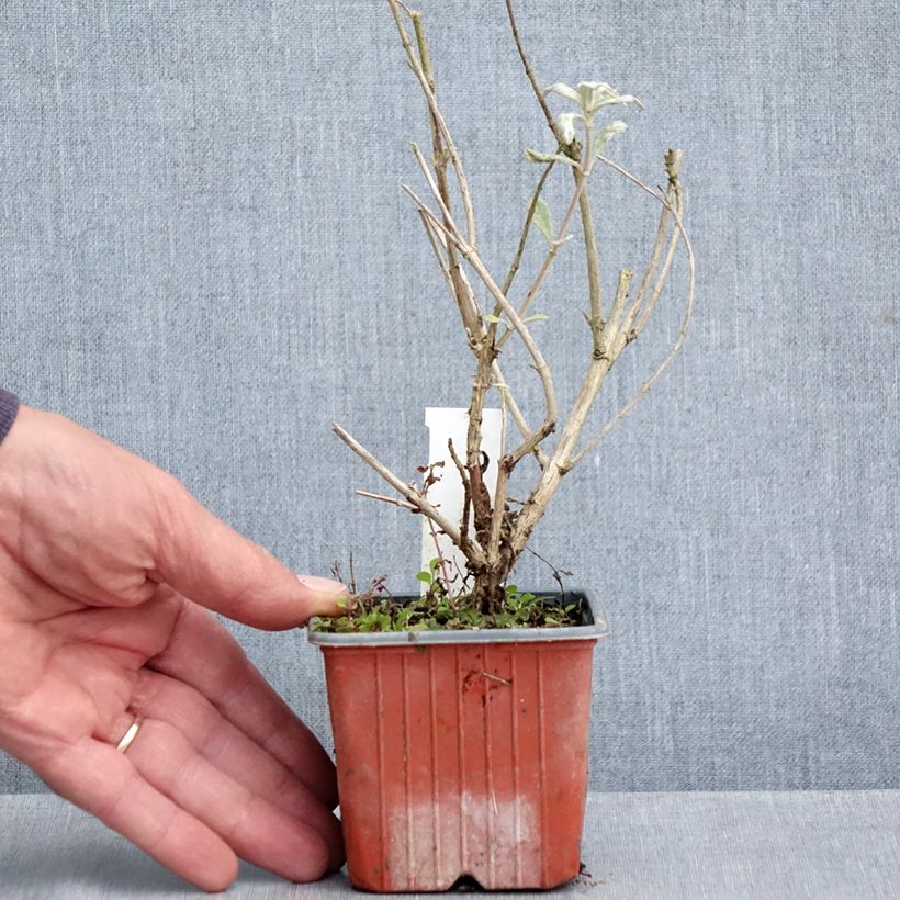 Amostra de Budleia davidii Adonis Blue Vaso de 8/9 cm tal como entregue no outono