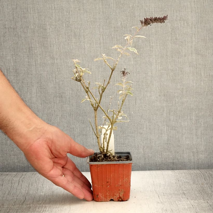 Amostra de Budleia davidii Adonis Blue Vaso de 8/9 cm tal como entregue no verão