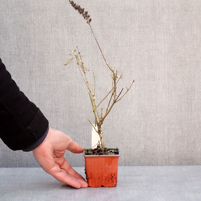 Amostra de Buddleia davidii Adonis Blue, Arbre à papillons Vaso de 8/9 cm tal como entregue no inverno