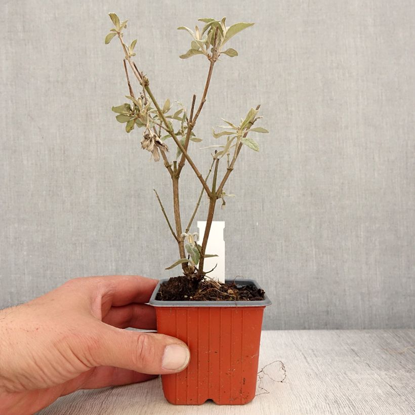 Amostra de Budleia davidii Adonis Blue Vaso de 8/9 cm tal como entregue na primavera