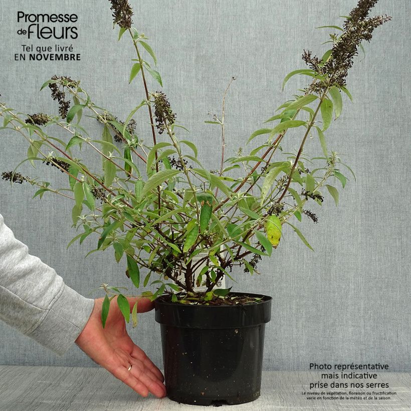 Amostra de Budleia davidii Adonis Blue Vaso de 3 L/4 L tal como entregue no outono