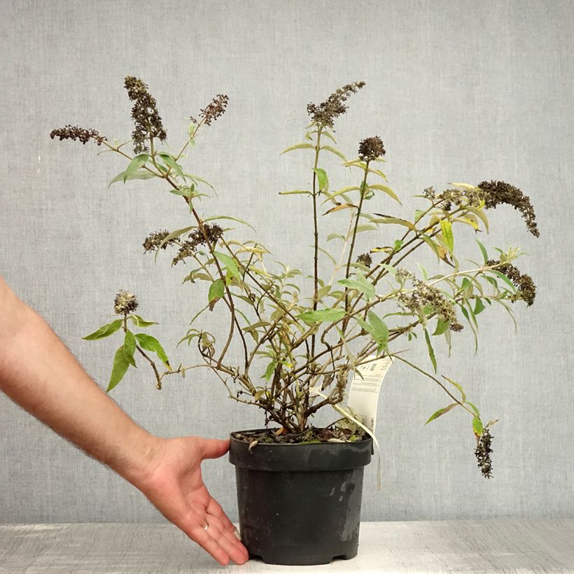 Amostra de Budleia davidii Adonis Blue Vaso de 3 L/4 L tal como entregue no verão