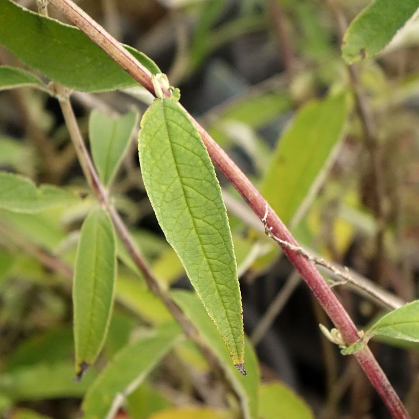 Budleia davidii Black Knight (Folhagem)