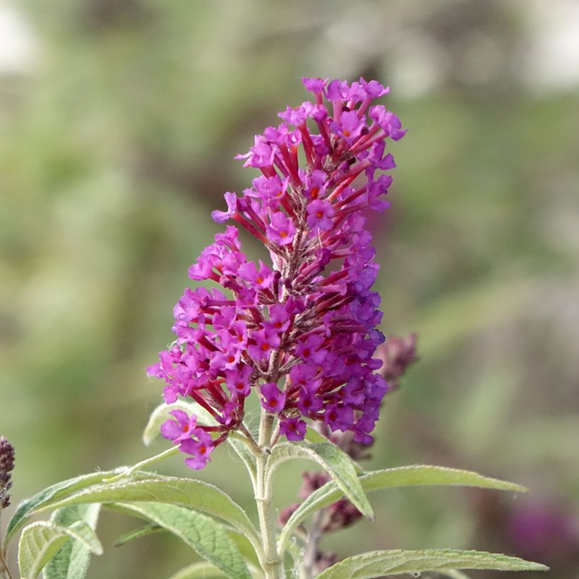 Budleia davidii Butterfly Tower (Floração)