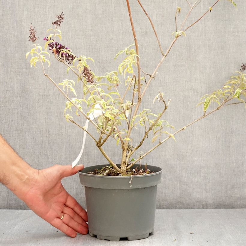 Amostra de Budleia davidii Harlequin Vaso de 2 L/3 L tal como entregue no verão