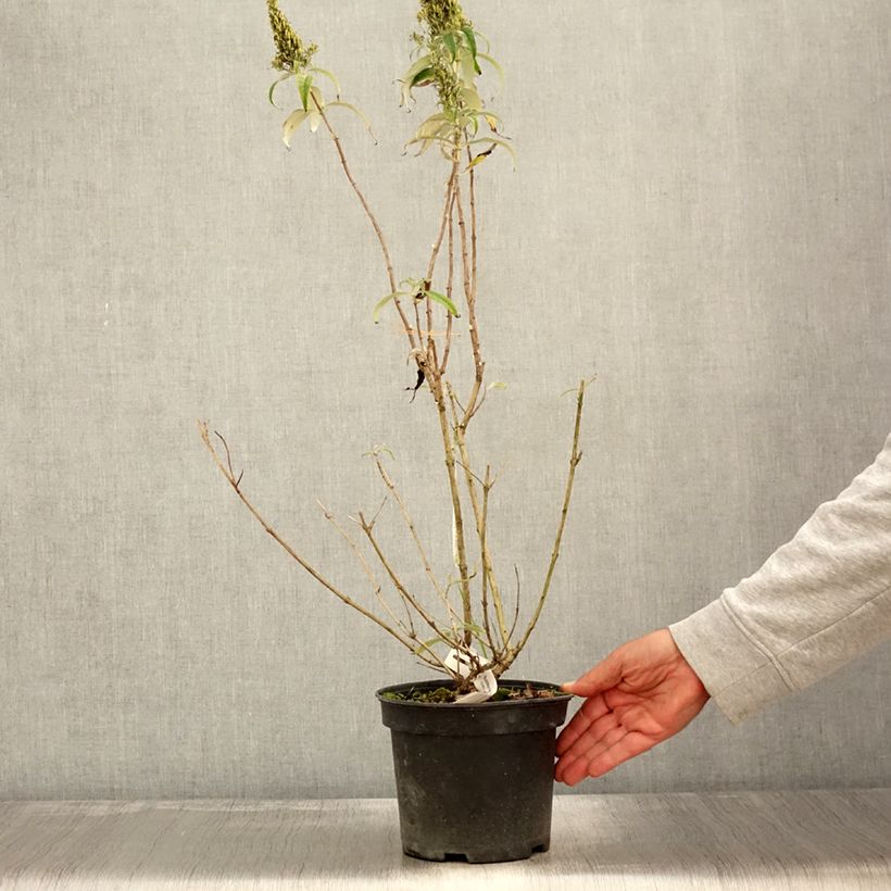 Amostra de Budleia davidii Marbled White Vaso de 2 L/3 L tal como entregue no outono