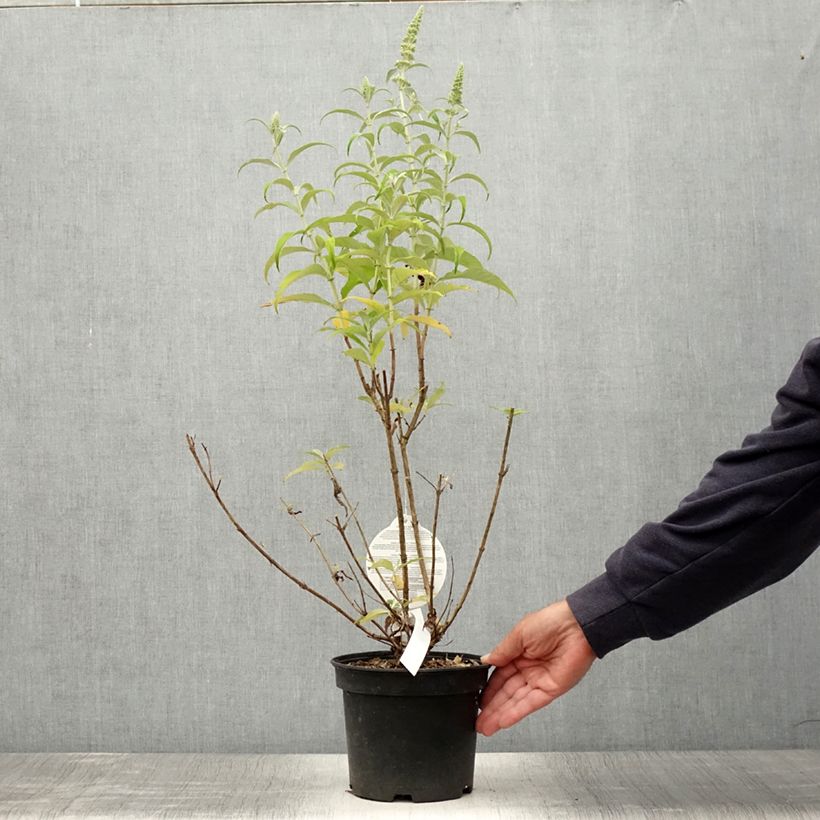 Amostra de Budleia davidii Marbled White Vaso de 2 L/3 L tal como entregue no verão