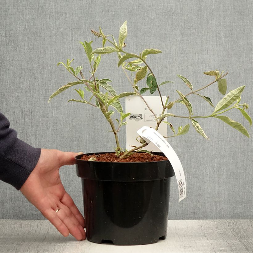 Amostra de Budleia davidii Masquerade Vaso de 3 L/4 L tal como entregue no verão