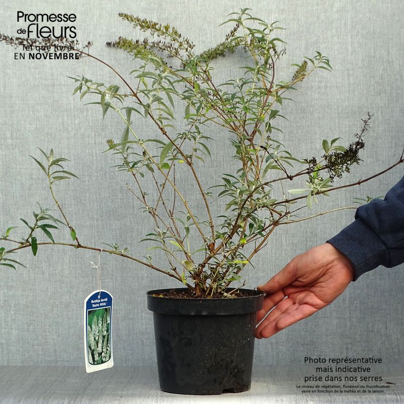 Amostra de Budleia davidii Nanho White Vaso de 2 L/3 L tal como entregue no outono