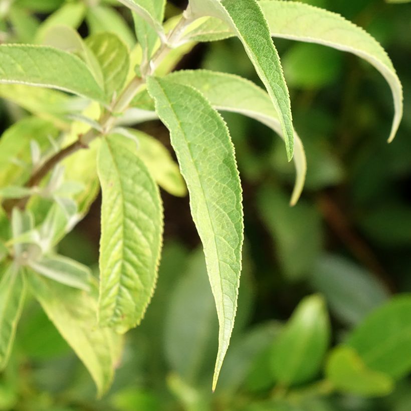 Budleia davidii Nanho White (Folhagem)