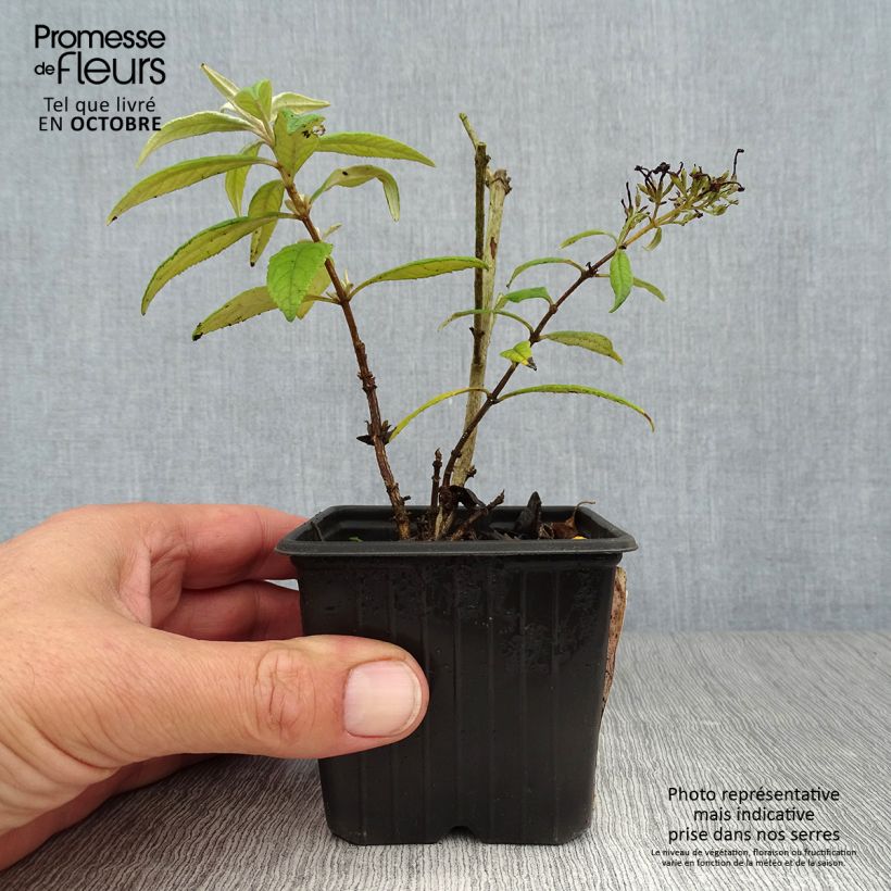 Amostra de Budleia davidii Pink Delight Vaso de 8/9 cm tal como entregue no outono