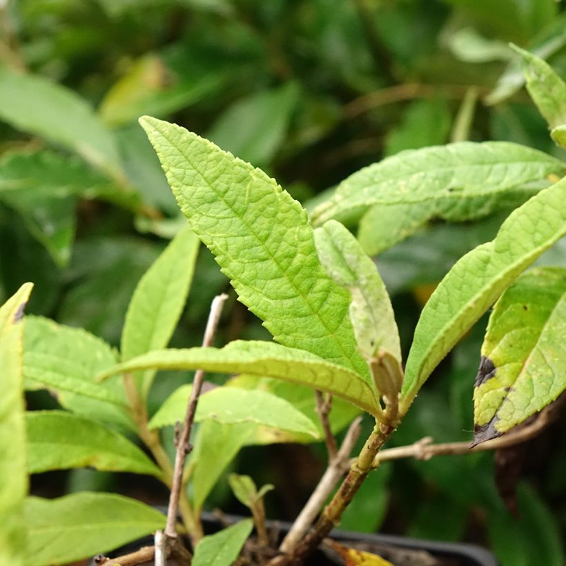 Budleia davidii Pink Delight (Folhagem)