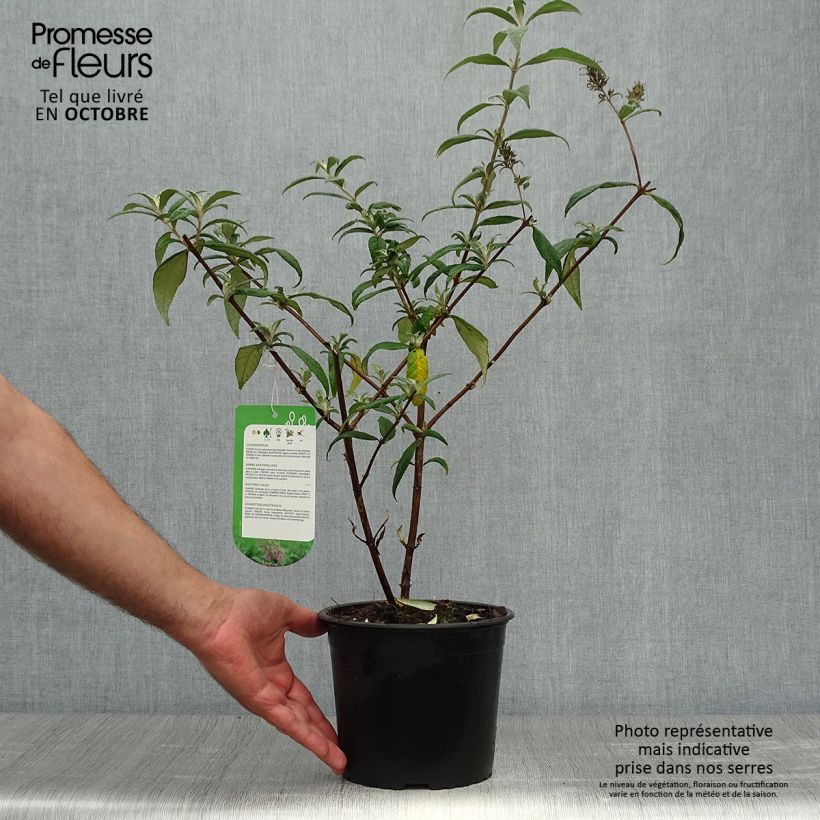 Amostra de Budleia davidii Pink Delight Vaso de 3 L/4 L tal como entregue no outono