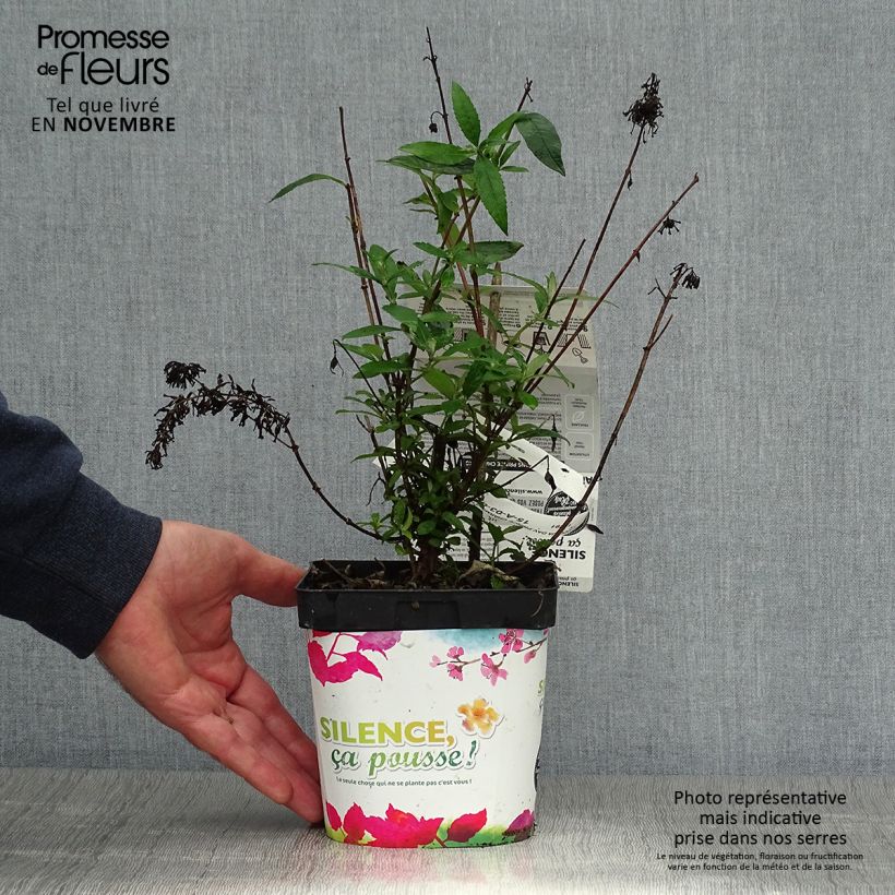 Amostra de Budleia davidii Prince Charming Vaso de 2 L/3 L tal como entregue no outono