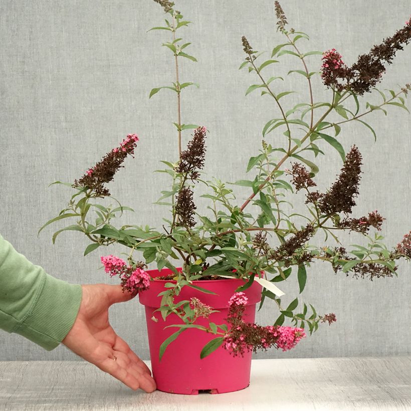 Amostra de Budleia davidii Prince Charming Vaso de 2 L/3 L tal como entregue no verão