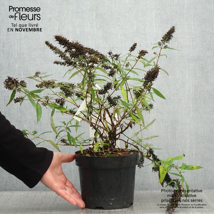 Amostra de Budleia davidii Purple Emperor Vaso de 2 L/3 L tal como entregue no outono