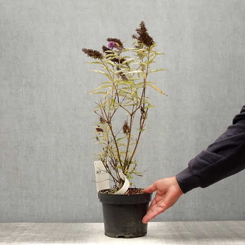 Amostra de Budleia davidii Purple Emperor Vaso de 2 L/3 L tal como entregue no verão