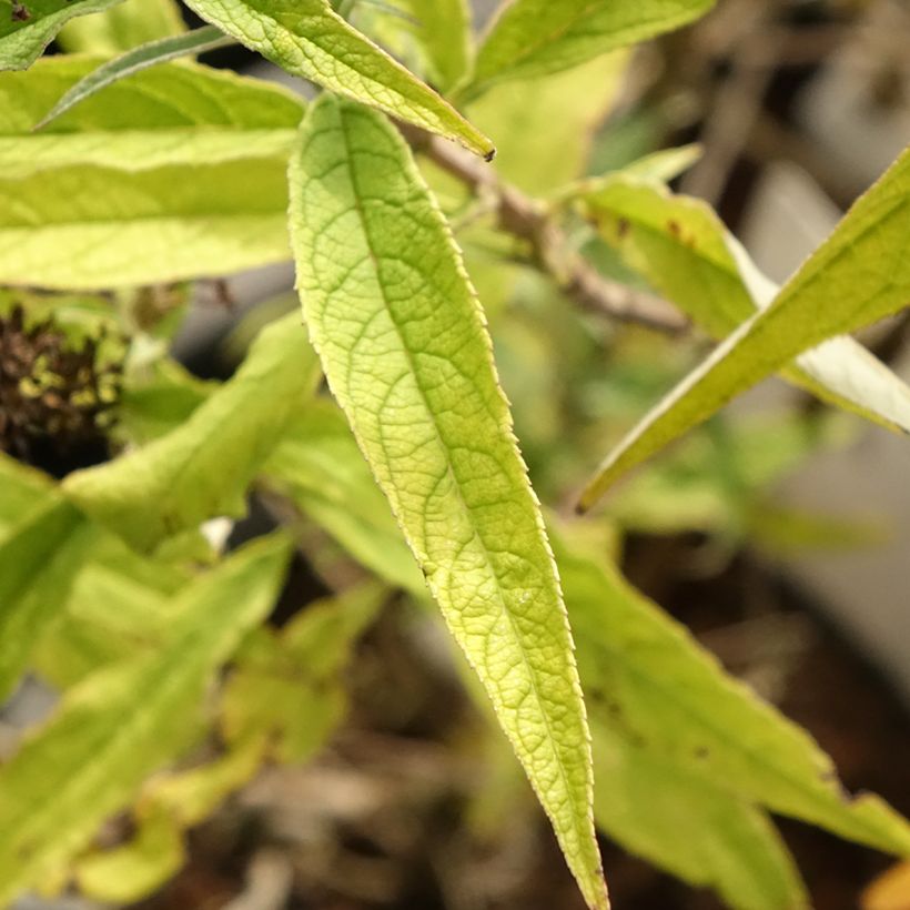 Budleia davidii Purple Emperor (Folhagem)