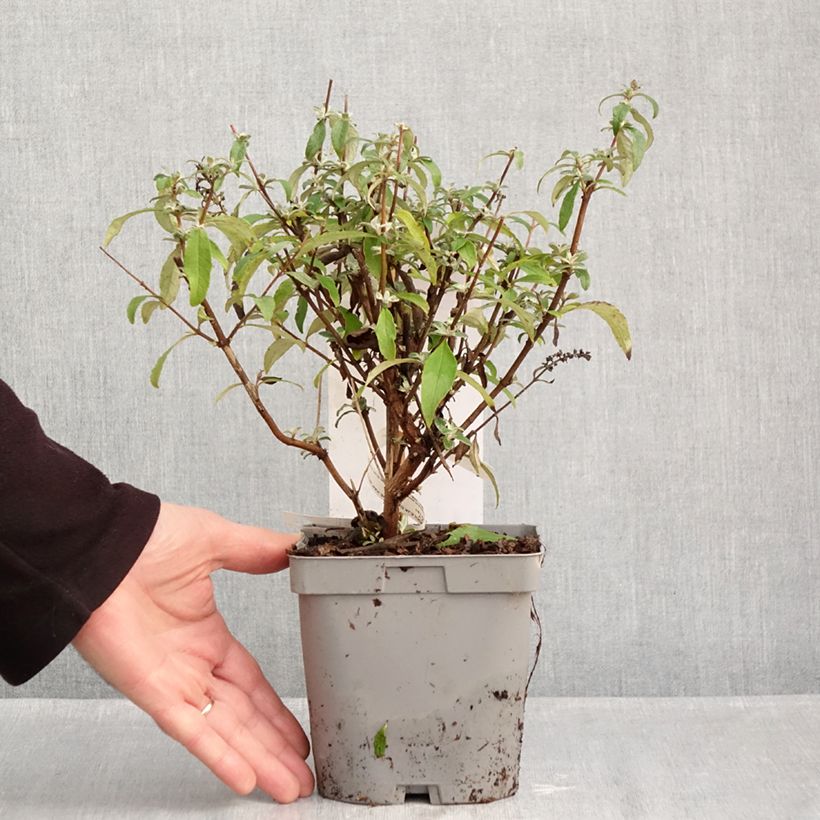 Amostra de Buddleia davidii Rêve de Papillon Blue - Arbre aux papillons Vaso de 2 L/3 L tal como entregue no outono