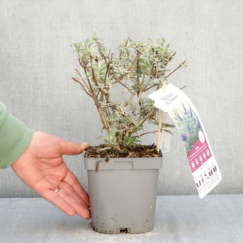 Amostra de Budleia davidii Rêve de Papillon Blue Vaso de 2 L/3 L tal como entregue no inverno