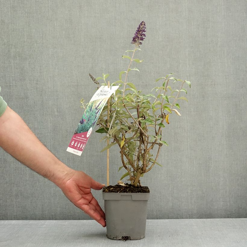 Amostra de Budleia davidii Rêve de Papillon Blue Vaso de 2 L/3 L tal como entregue na primavera