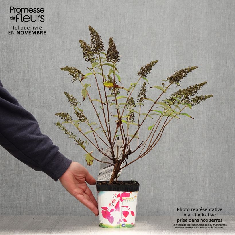Amostra de Budleia davidii Rêve de Papillon Pink Vaso de 2 L/3 L tal como entregue no outono