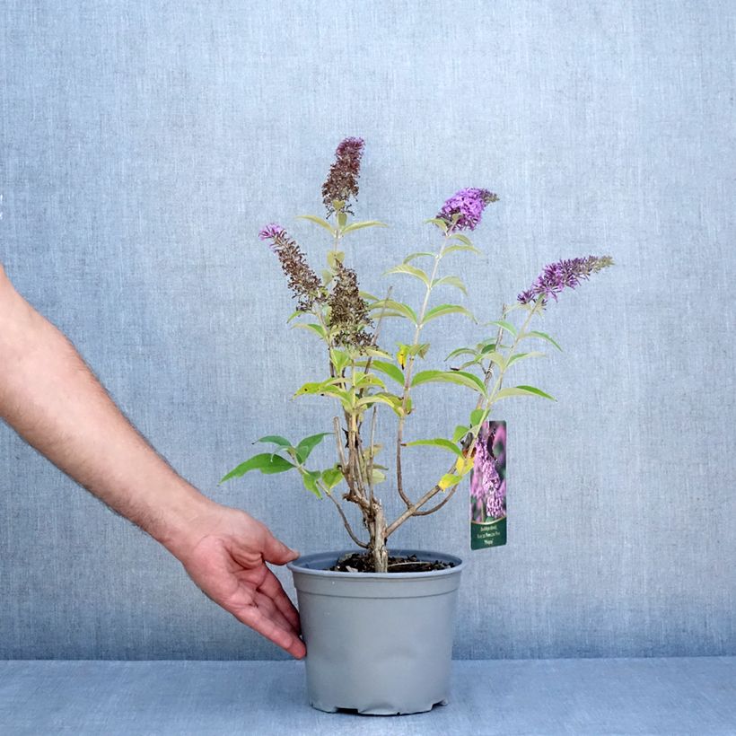 Amostra de Budleia davidii Rêve de Papillon Pink Vaso de 4 L/5 L tal como entregue no verão