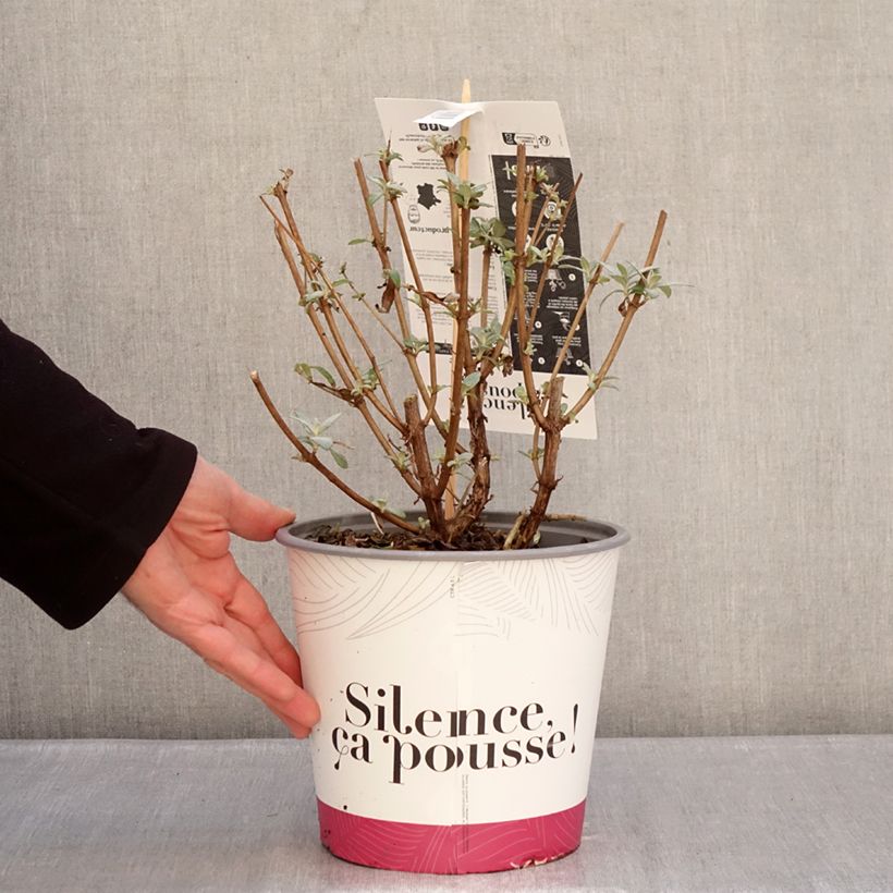 Amostra de Budleia davidii Rêve de Papillon Violet Vaso de 2 L/3 L tal como entregue no inverno