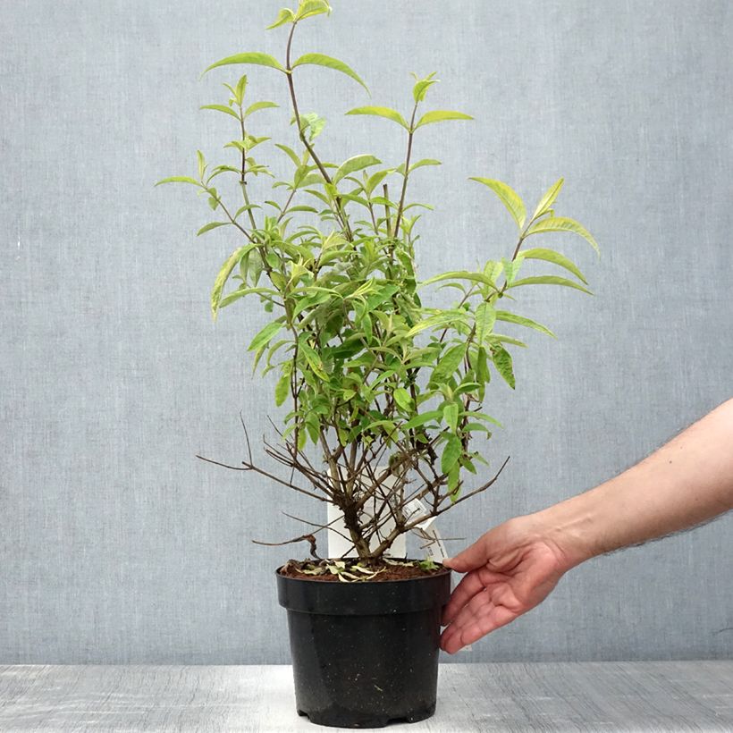 Amostra de Budleia davidii Santana Vaso de 2 L/3 L tal como entregue no verão