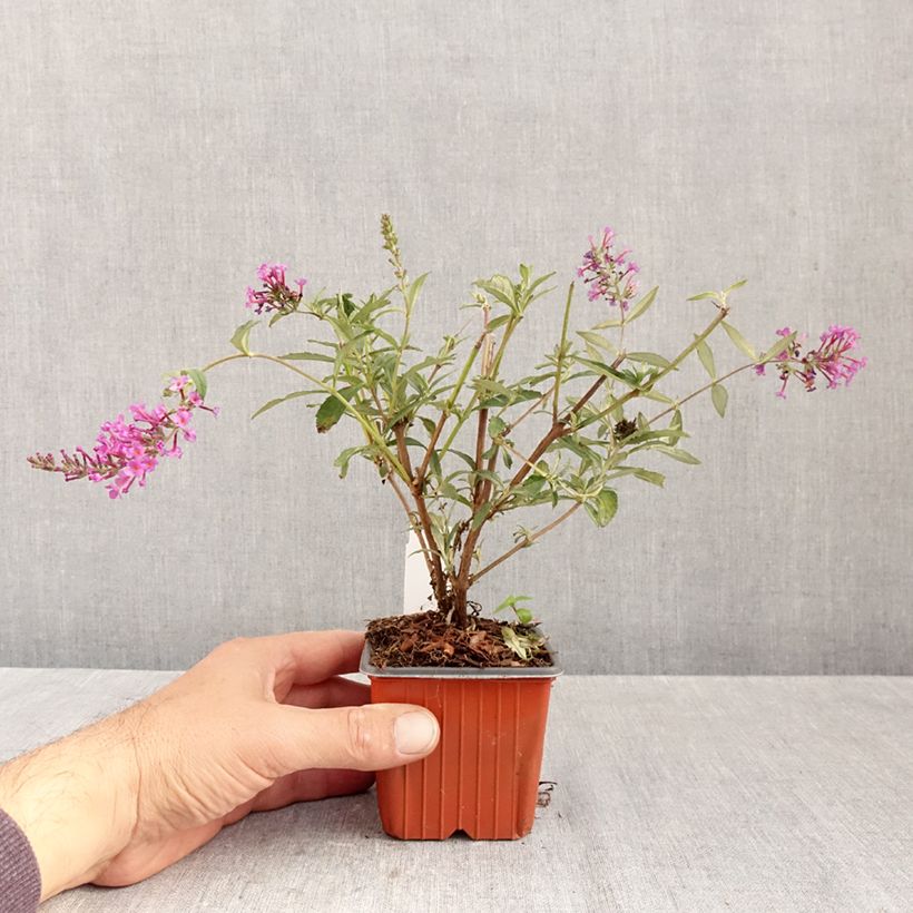 Amostra de Budleia davidii Sophie Vaso de 8/9 cm tal como entregue no outono