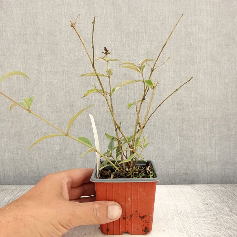 Amostra de Budleia davidii Sophie Vaso de 8/9 cm tal como entregue no verão
