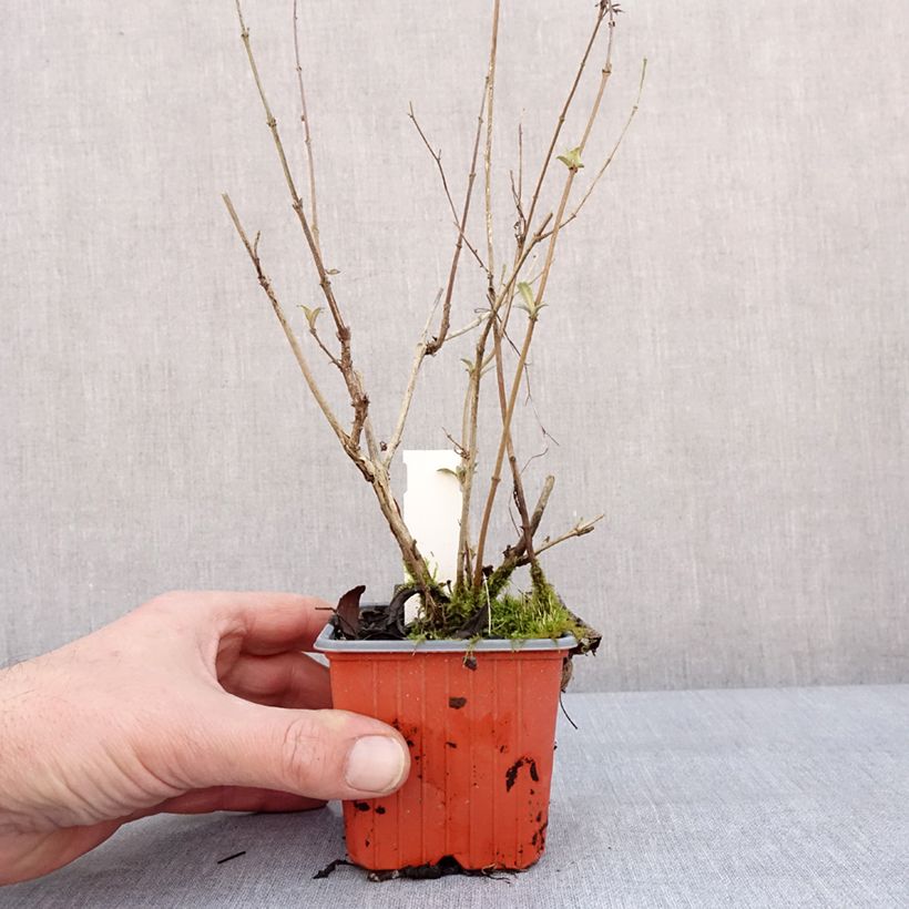 Amostra de Budleia davidii Sophie Vaso de 8/9 cm tal como entregue no inverno