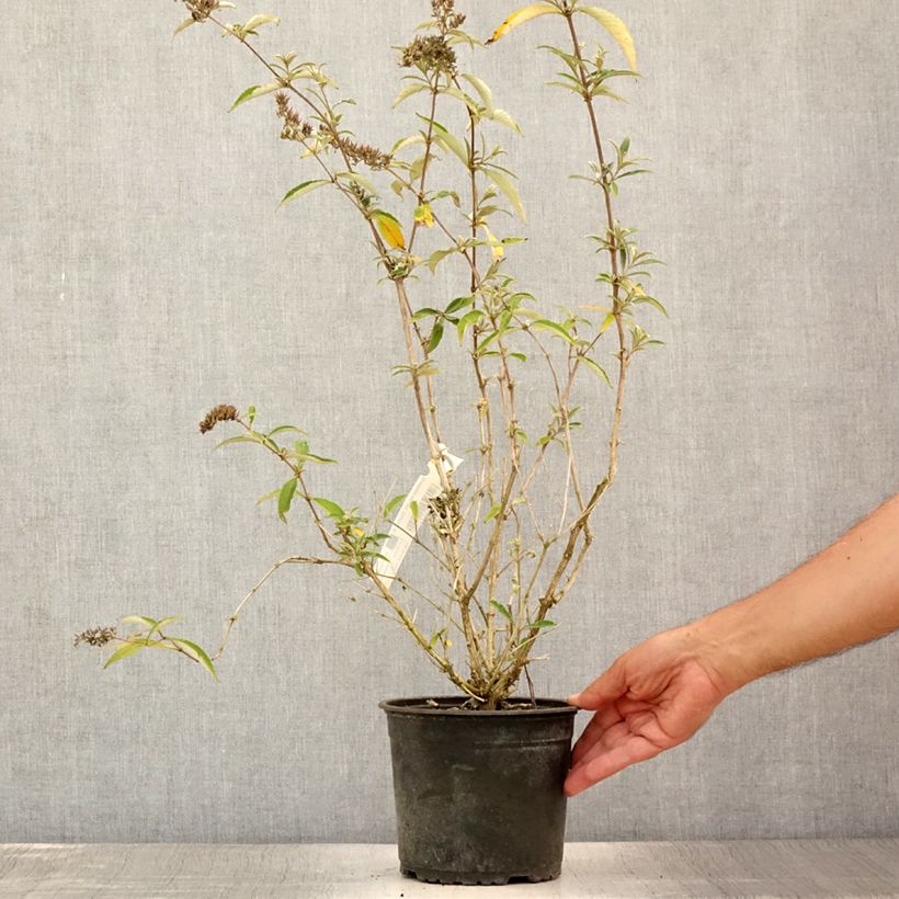 Amostra de Budleia davidii Sophie Vaso de 2 L/3 L tal como entregue no verão