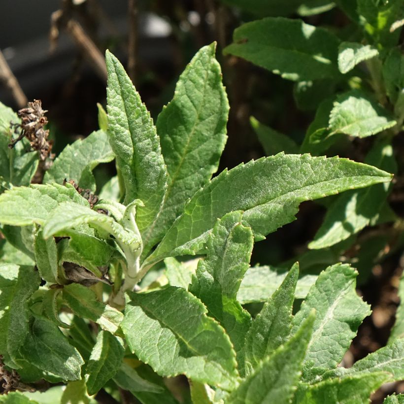 Budleia davidii Tiny Buddy Deep Blue (Folhagem)
