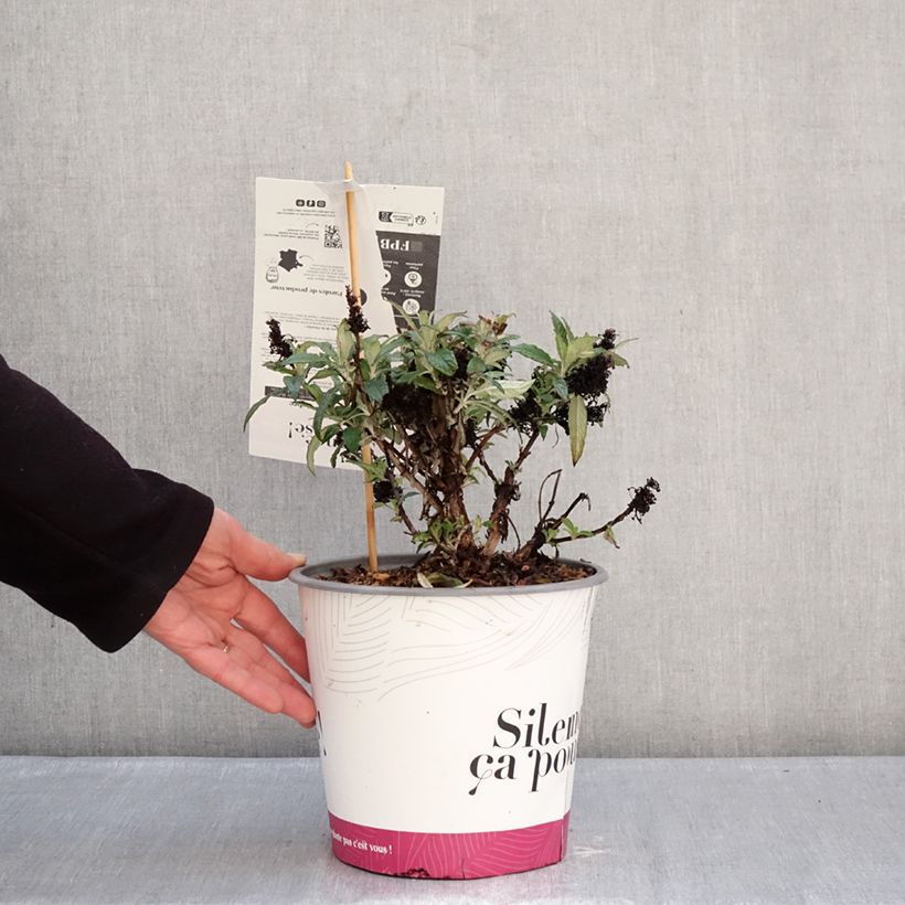 Amostra de Budleia davidii Tiny Buddy Deep Blue Vaso de 4 L/5 L tal como entregue no inverno