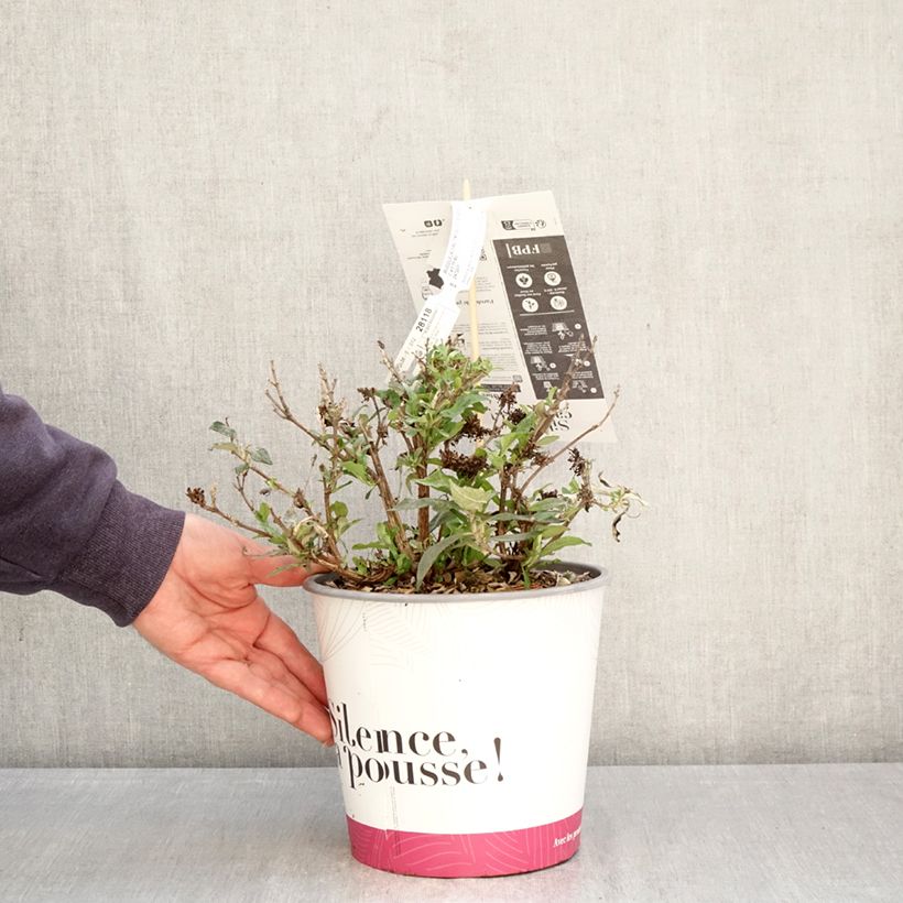 Amostra de Budleia davidii Tiny Buddy Deep Blue Vaso de 4 L/5 L tal como entregue na primavera