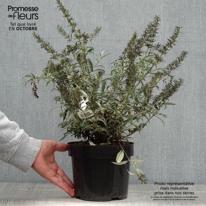 Amostra de Budleia davidii White Ball Vaso de 3 L/4 L tal como entregue no outono