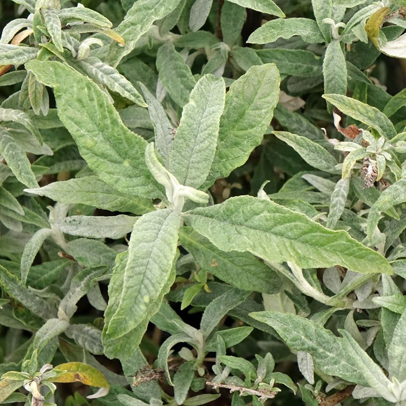 Budleia davidii White Ball (Folhagem)