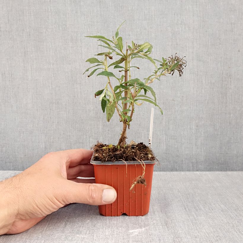 Amostra de Budleia davidii White Profusion Vaso de 8/9 cm tal como entregue no outono
