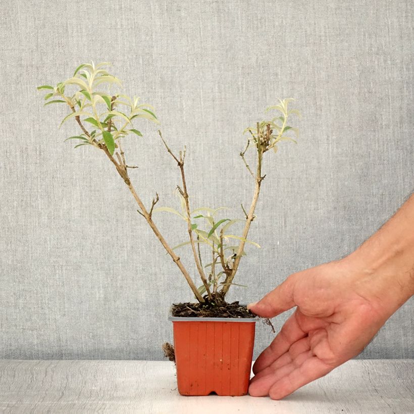 Amostra de Budleia davidii White Profusion Vaso de 8/9 cm tal como entregue no verão