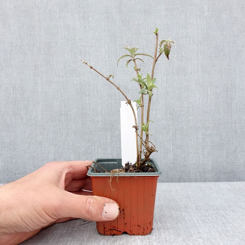 Amostra de Budleia davidii White Profusion Vaso de 8/9 cm tal como entregue na primavera