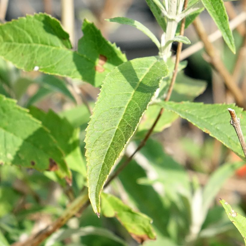 Budleia davidii White Profusion (Folhagem)